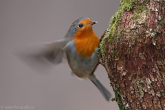 72 Rotkehlchen - Erithacus rubecula